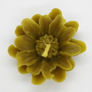 Margaretka-pływająca-min.jpg